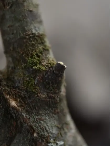 11年やってきて、お店が潰れそうな時もありました。思わぬ角度からの横やりに心が折れてしまったこともあります。が、それでも辞めない、辞めたくない。そう思えるのは、素晴らしい作り手さまとお客様との繋がりを感じられるからです。そんな素晴らしい日々が少しでも続けられるよう 地道に営んでまいりますのでどうぞよろしくお願いいたします。楽しい可愛い好き素敵ラブをたくさんお届けします。